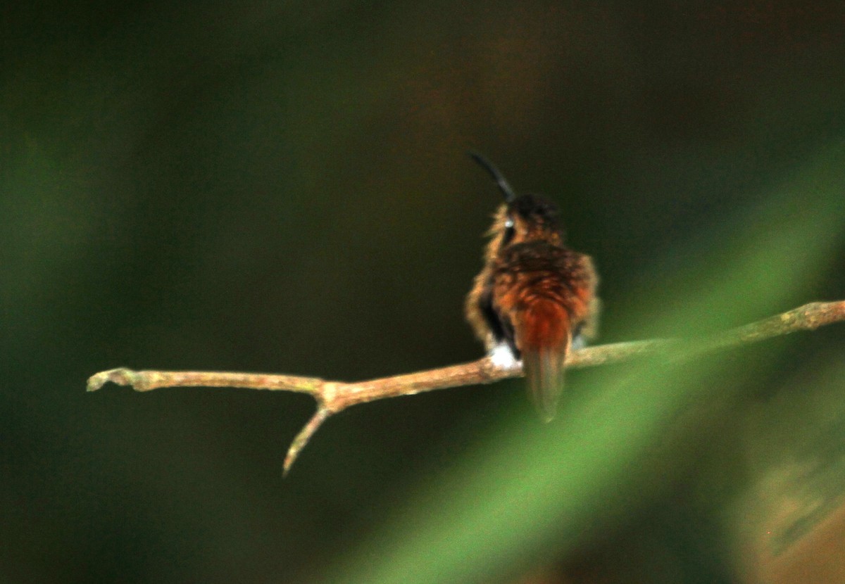 kolibřík malý - ML94198151