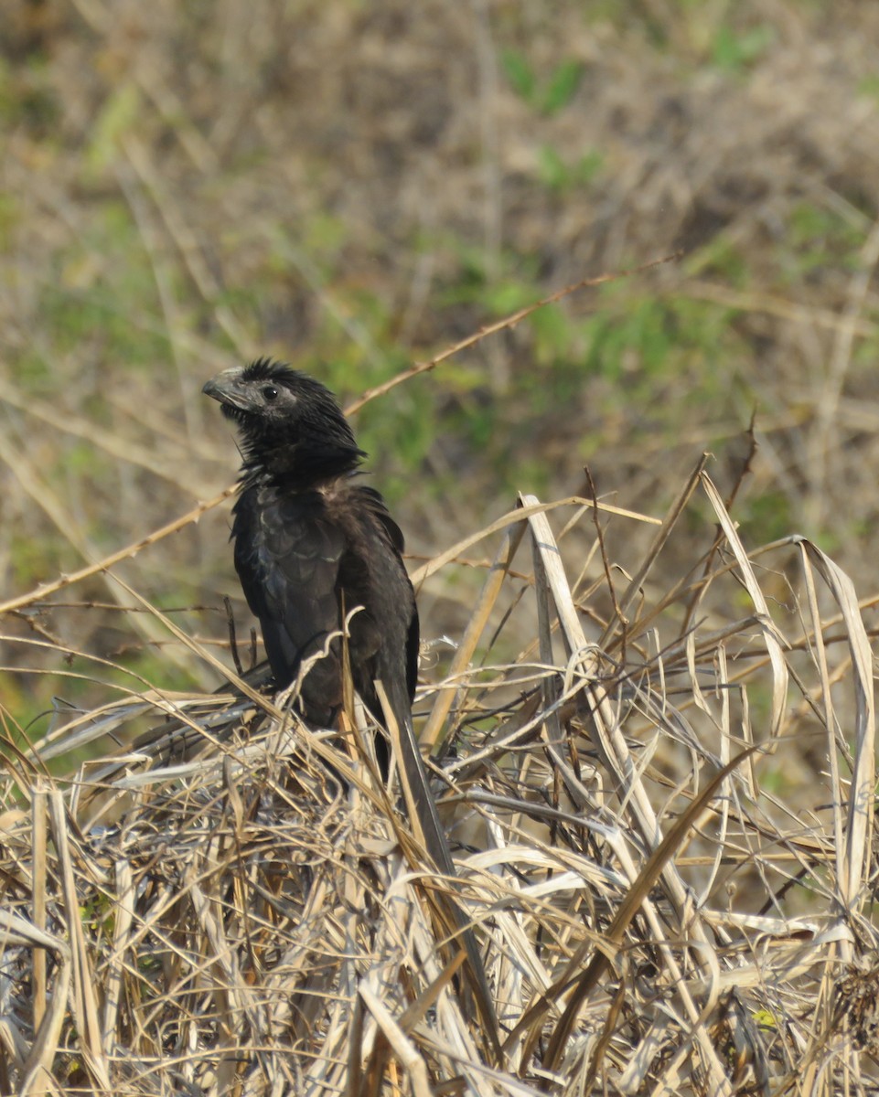 Groove-billed Ani - ML94199021