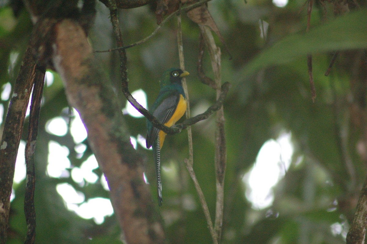 Choco Black-throated Trogon - Daniel Lebbin