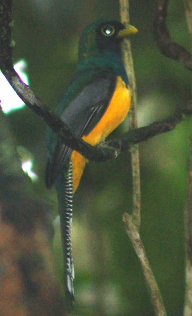 trogon západní - ML94200251