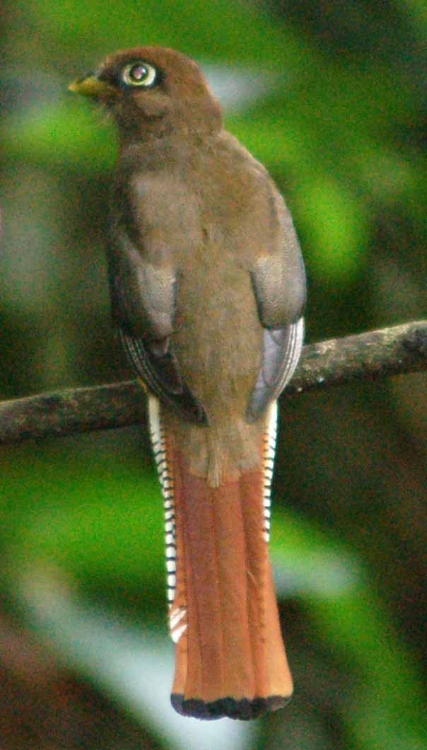 Choco Black-throated Trogon - ML94200281