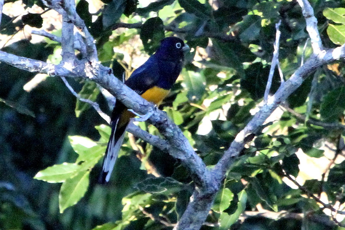 Green-backed Trogon - ML94200521