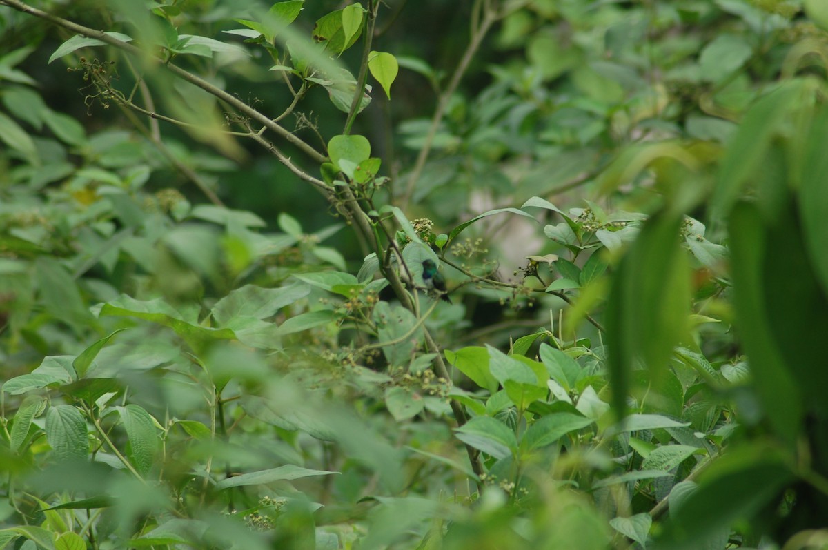 kolibřík západokolumbijský - ML94201441