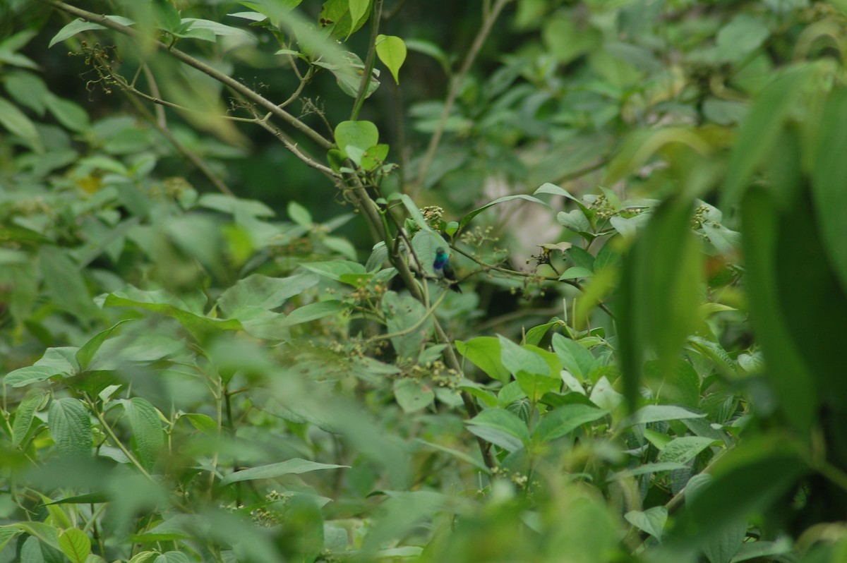 kolibřík západokolumbijský - ML94201451