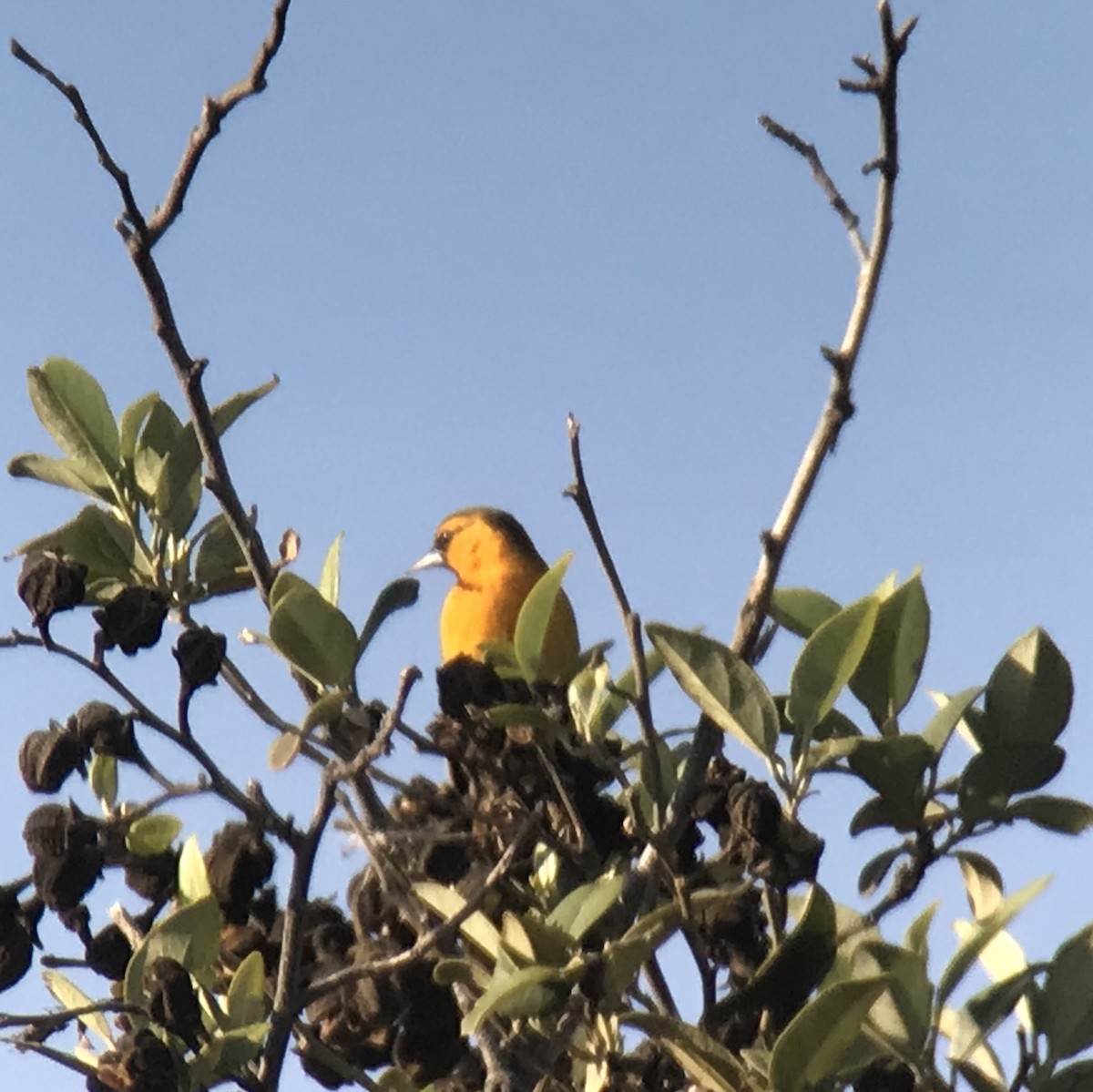 Bullock's Oriole - Brennan Mulrooney