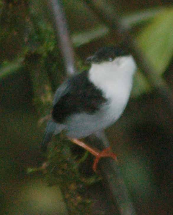 White-bearded Manakin - ML94202551