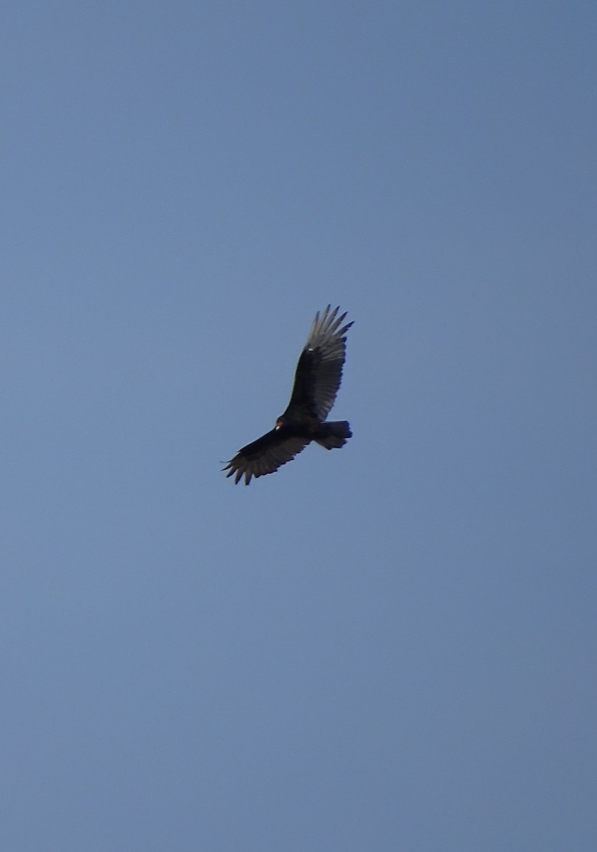 Turkey Vulture - ML94204481