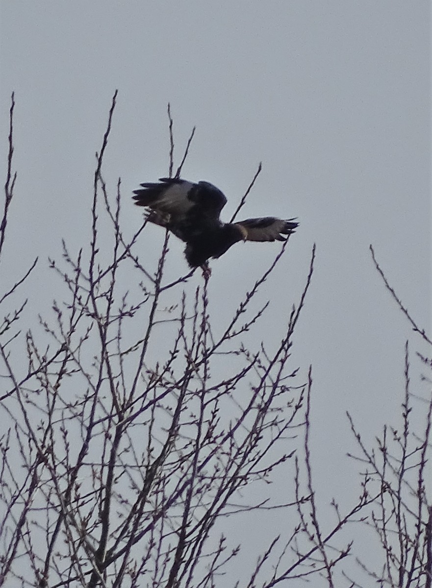 Rough-legged Hawk - ML94205281