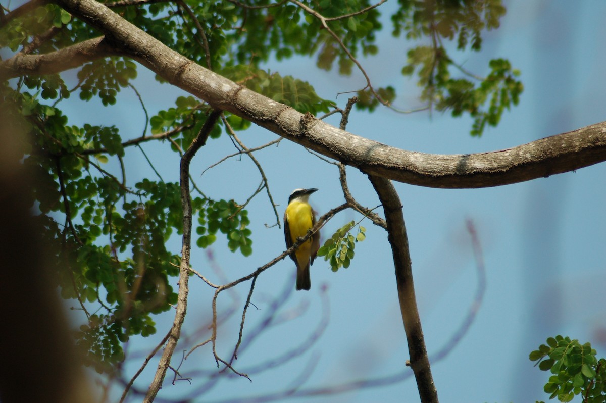 Starkschnabel-Maskentyrann (chrysogaster) - ML94205871