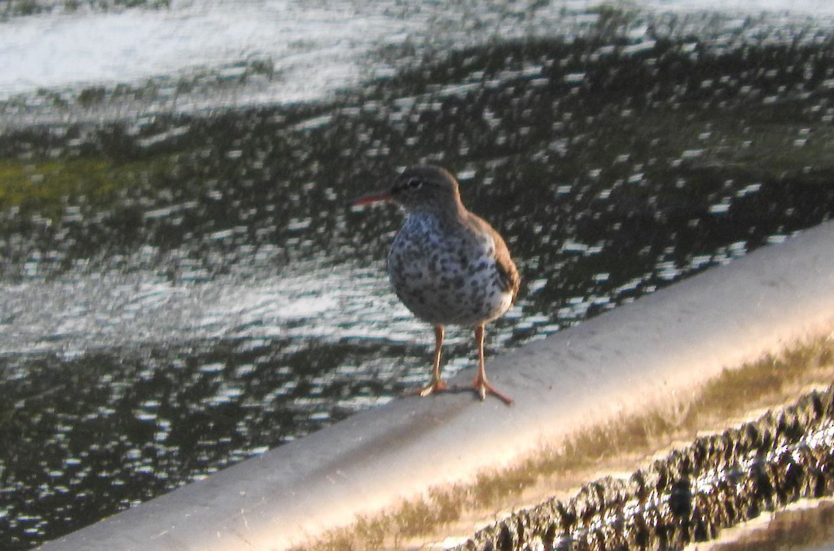 Spotted Sandpiper - ML94206221