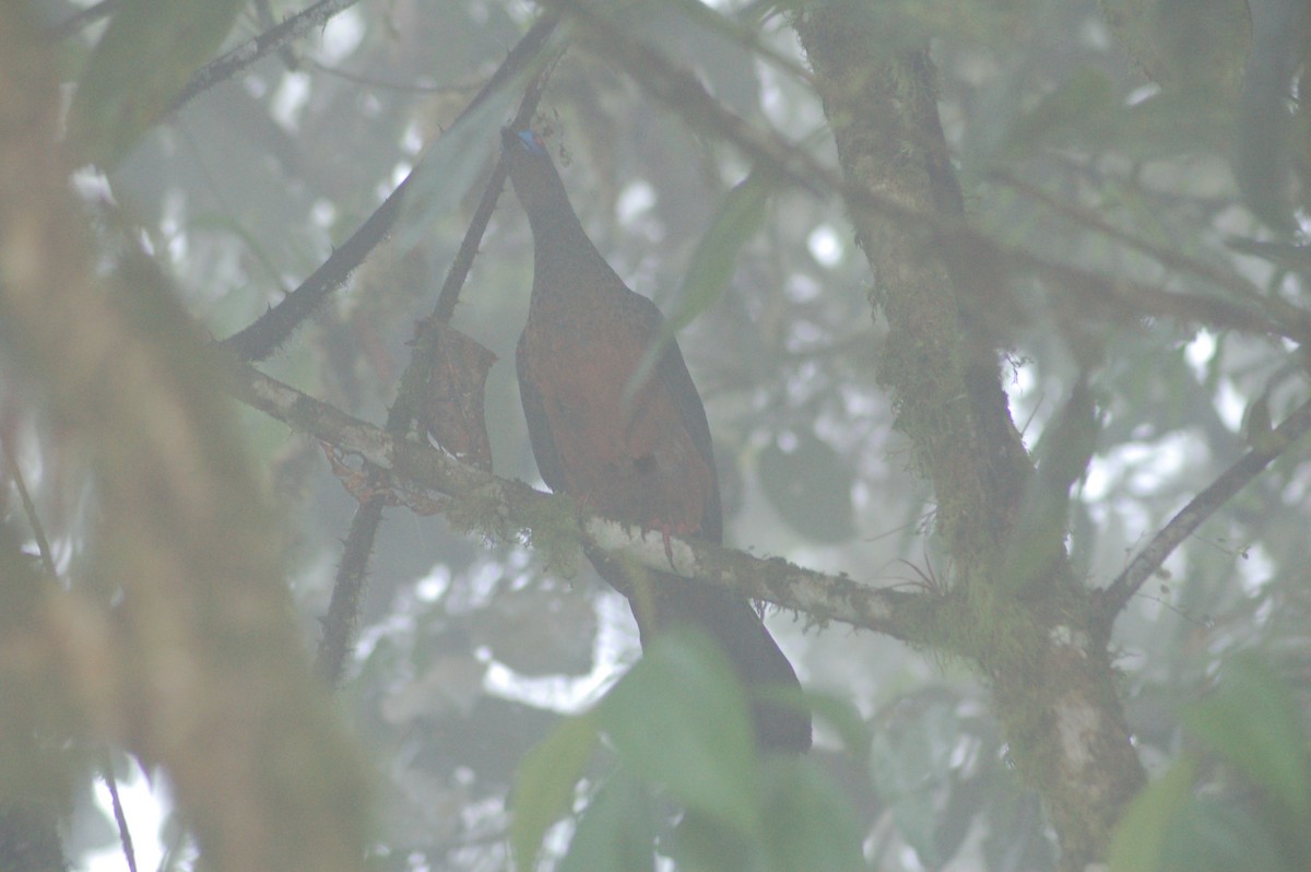 Sickle-winged Guan - ML94210491