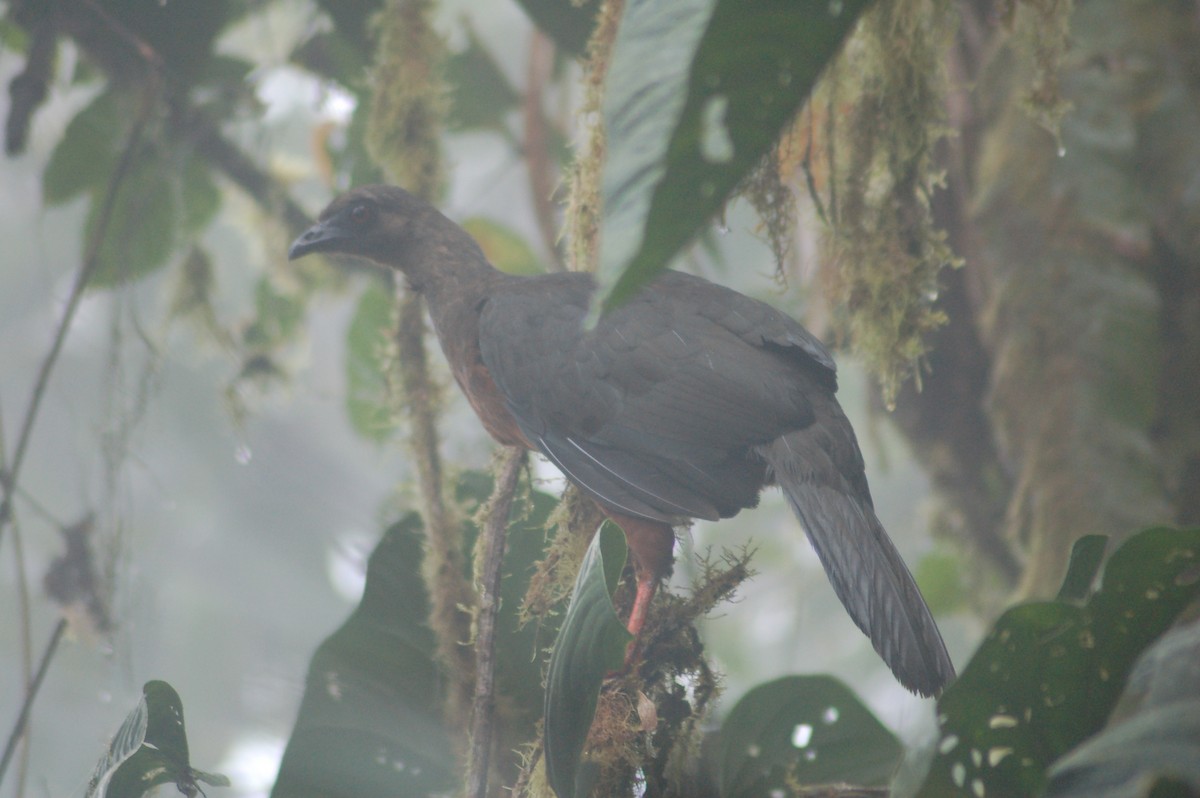 Sickle-winged Guan - ML94210501