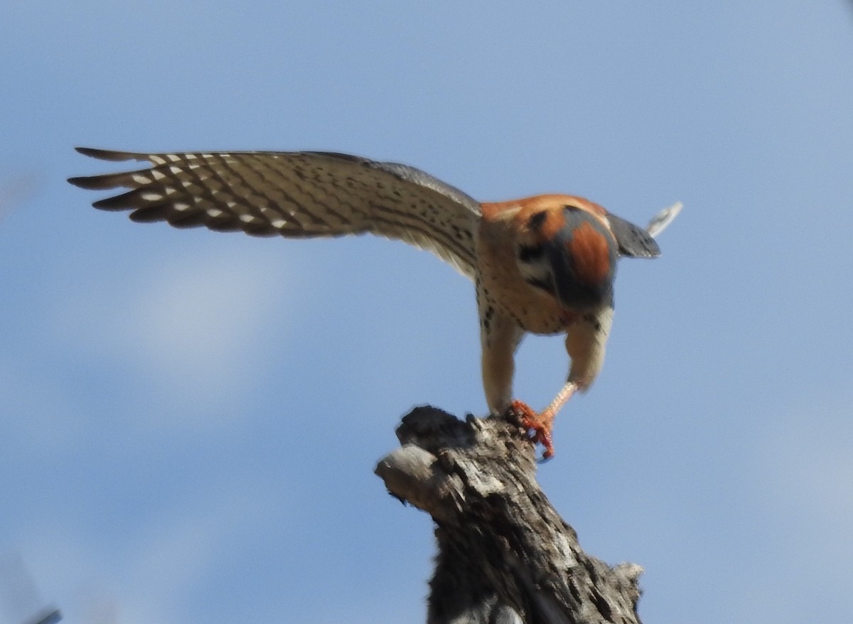 American Kestrel - ML94211051