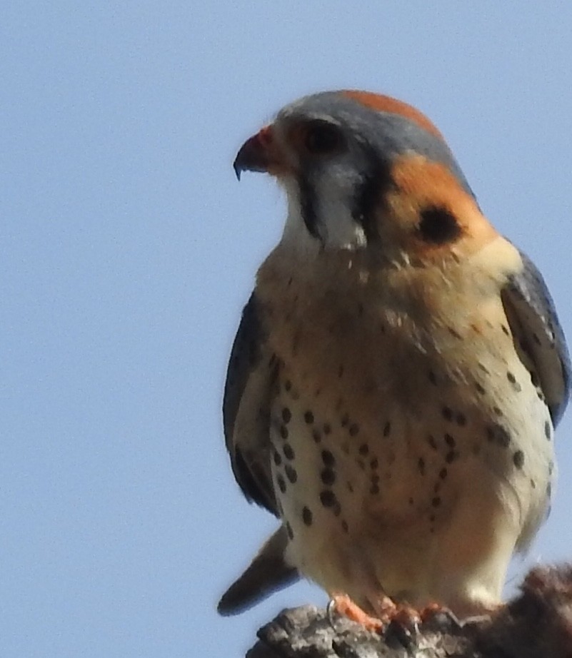 American Kestrel - ML94211231