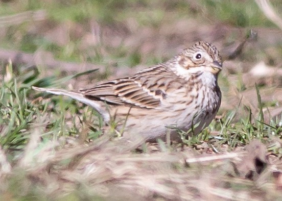 Vesper Sparrow - ML94211271