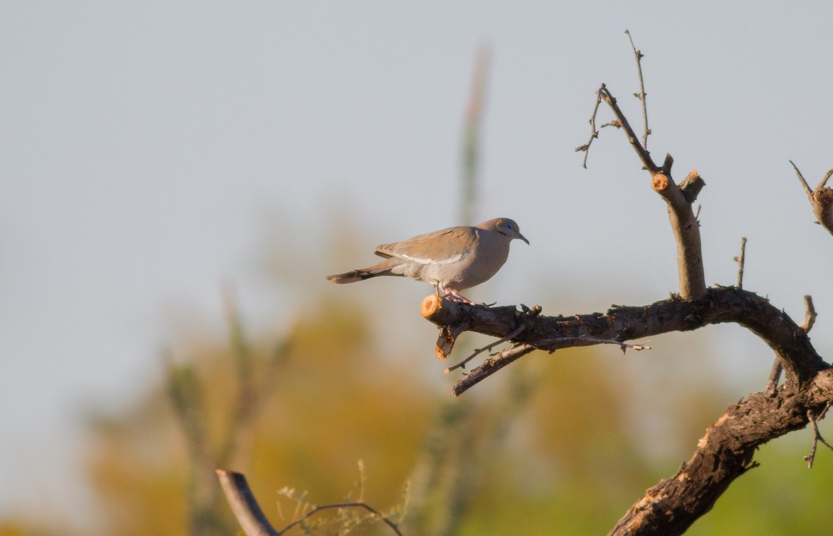 White-winged Dove - ML94211431