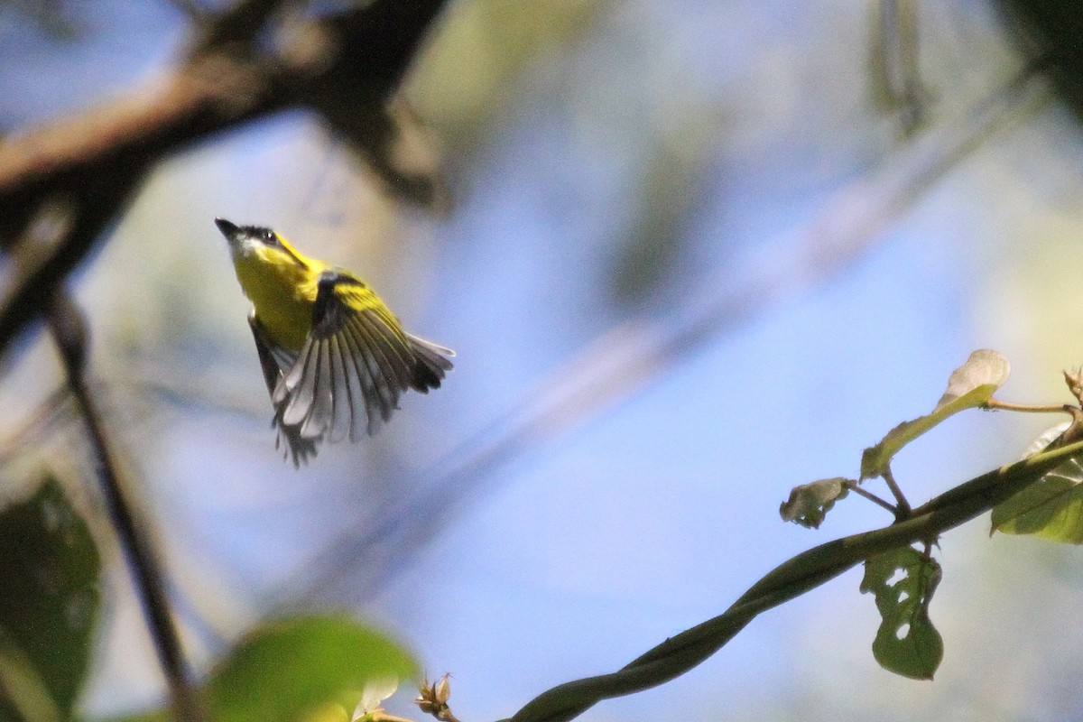 Yellow-browed Tody-Flycatcher - ML94213781