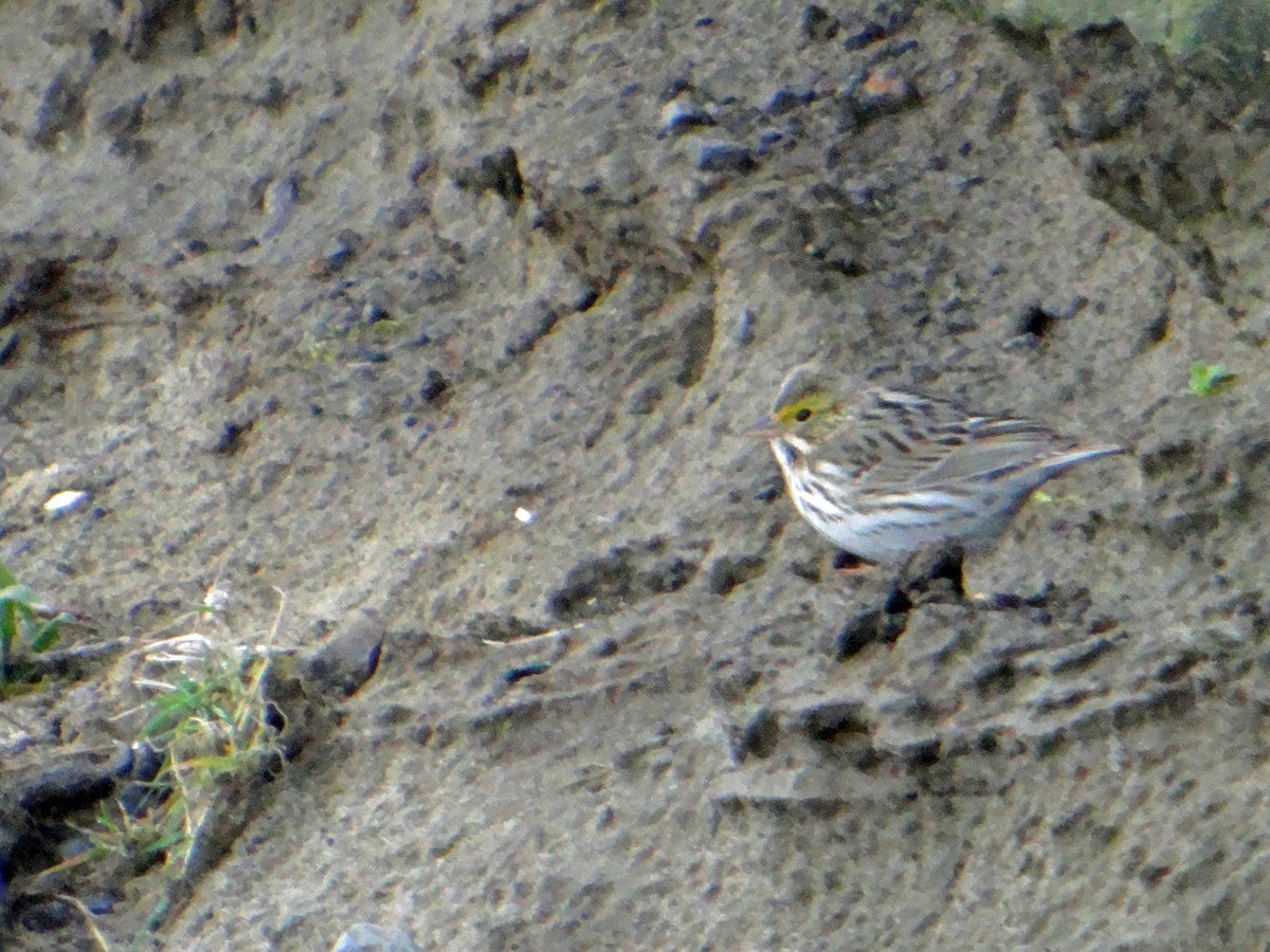 Savannah Sparrow - ML94214901