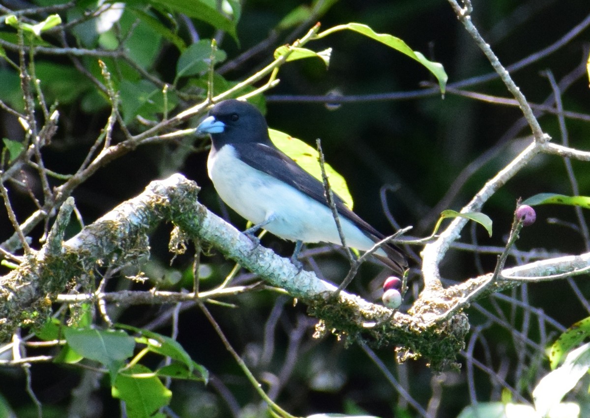 White-breasted Woodswallow - ML94215211