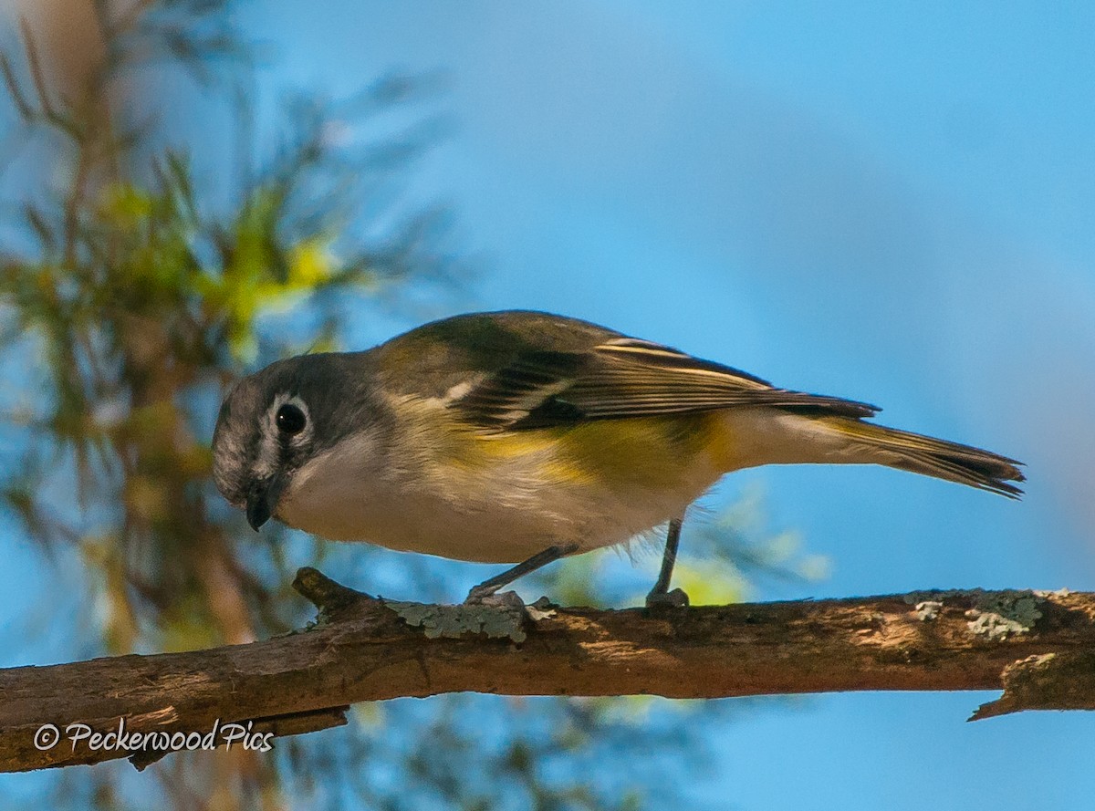 Blue-headed Vireo - ML94215231