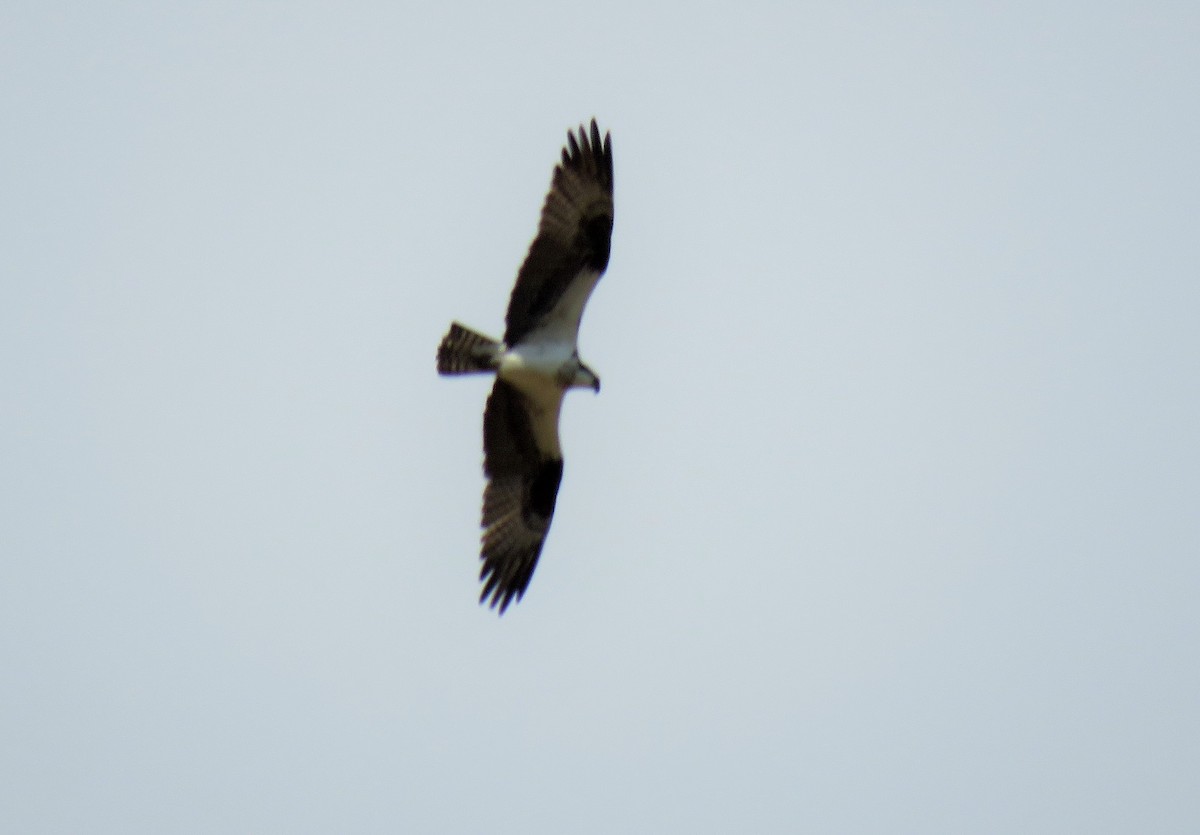 Osprey - ML94215611