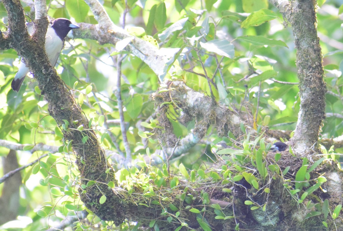 White-breasted Woodswallow - ML94215691