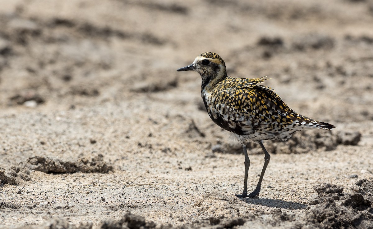 Pacific Golden-Plover - Forest Botial-Jarvis