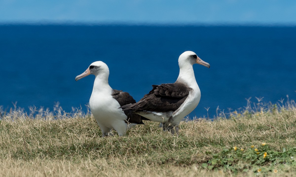 Laysan Albatross - Forest Botial-Jarvis
