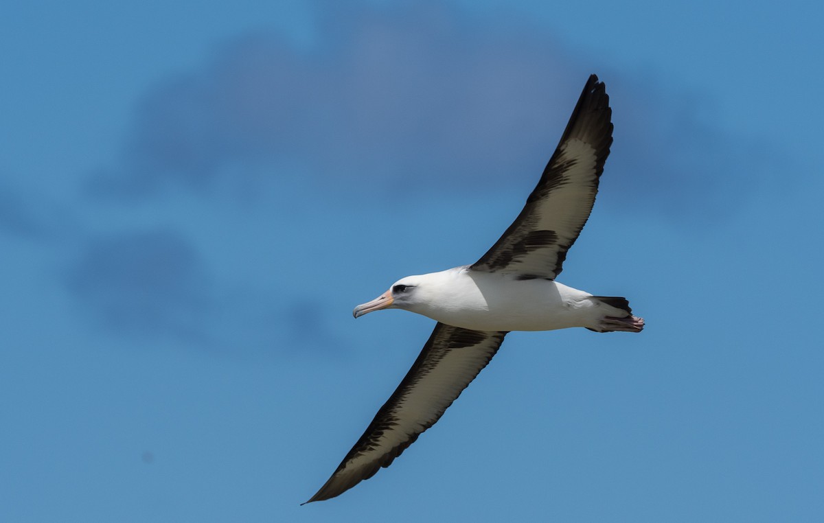 Laysan Albatross - Forest Botial-Jarvis