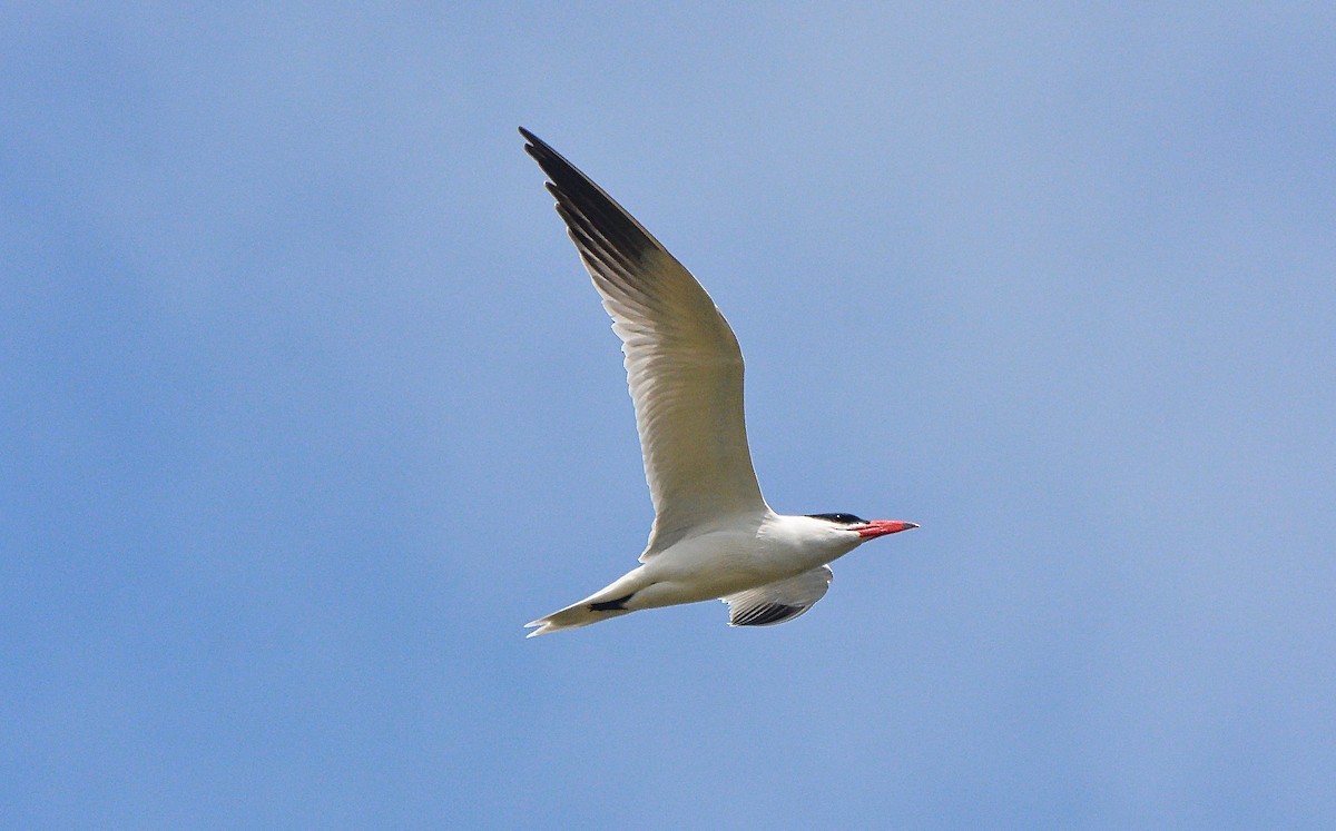 Caspian Tern - Douglas Hall