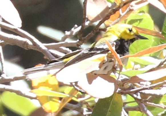 Black-throated Green Warbler - ML94221241