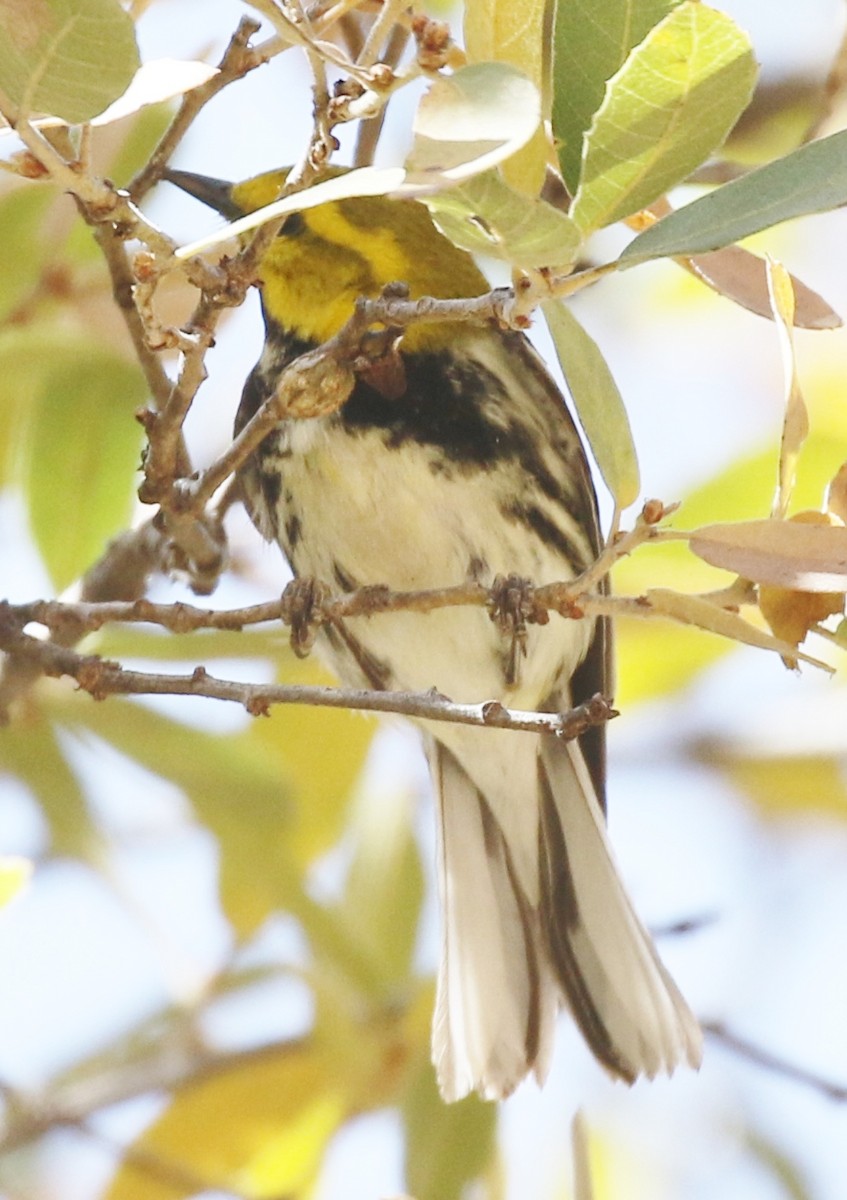 Black-throated Green Warbler - ML94221251