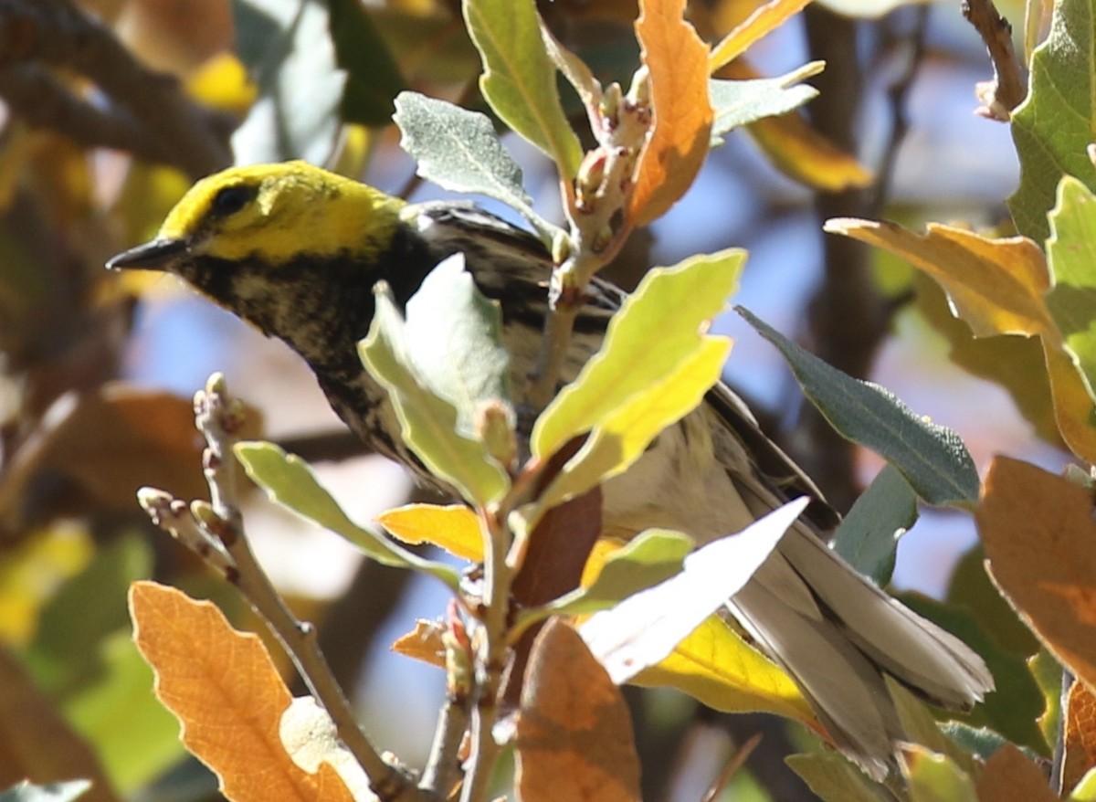 Black-throated Green Warbler - ML94221261