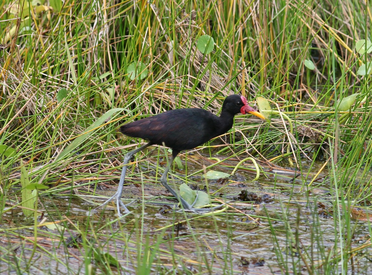 Wattled Jacana - Tom Benson