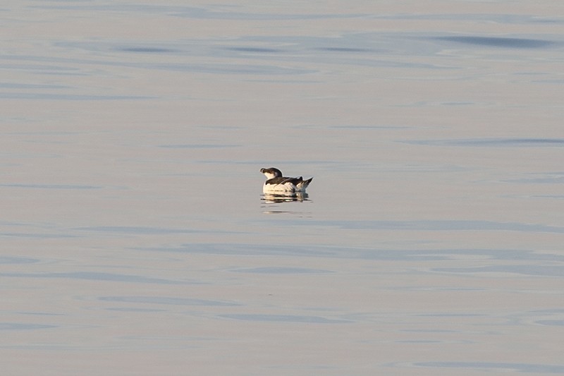Razorbill - ML94222411