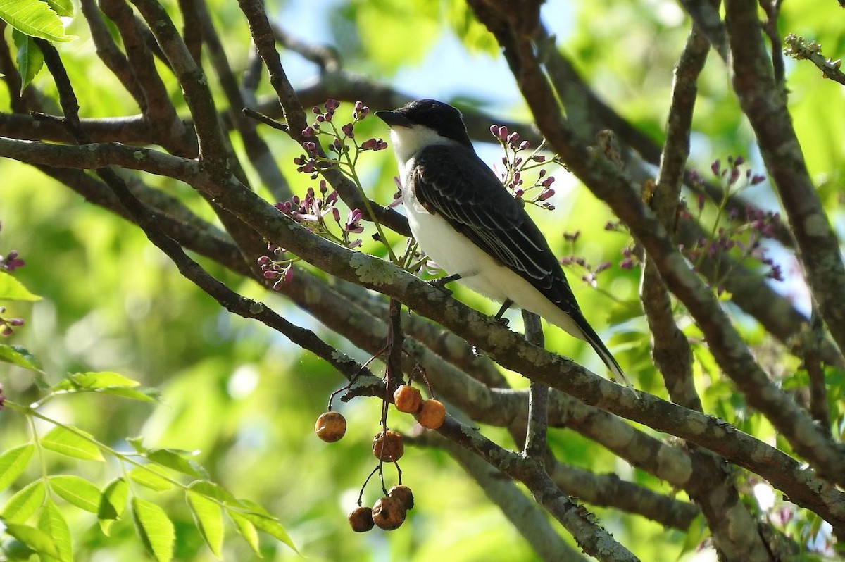 Eastern Kingbird - ML94224731