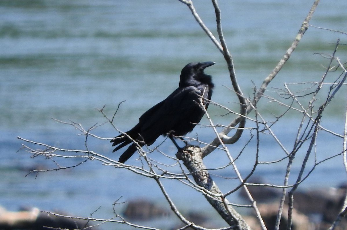 Fish Crow - ML94224931