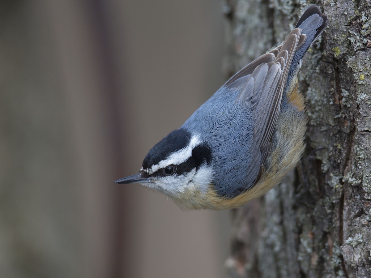 Red-breasted Nuthatch - ML94225391