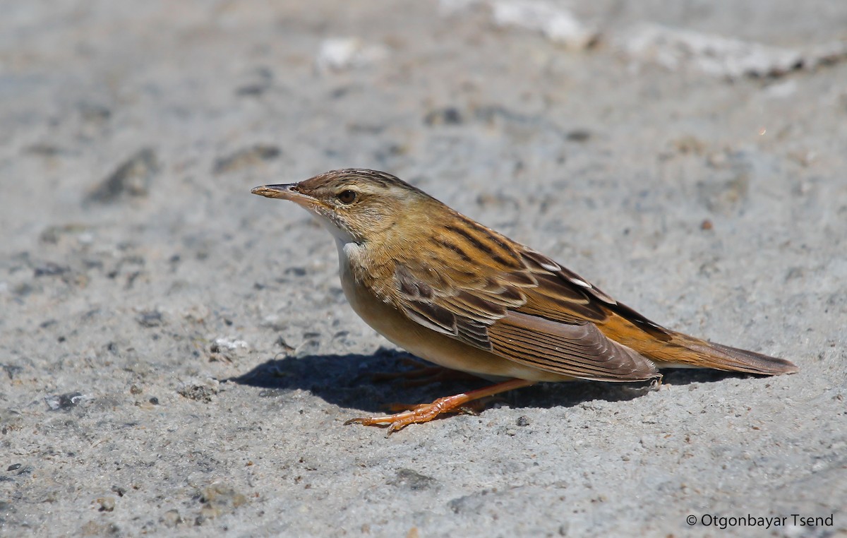 Pallas's Grasshopper Warbler - ML94225821