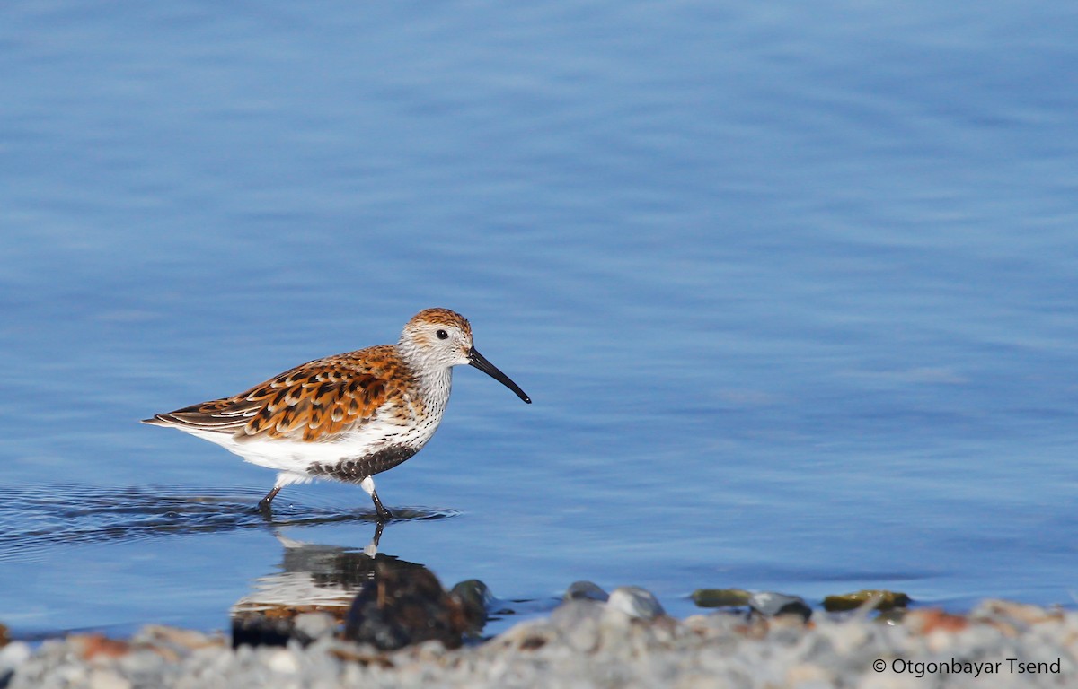 Dunlin - ML94225841