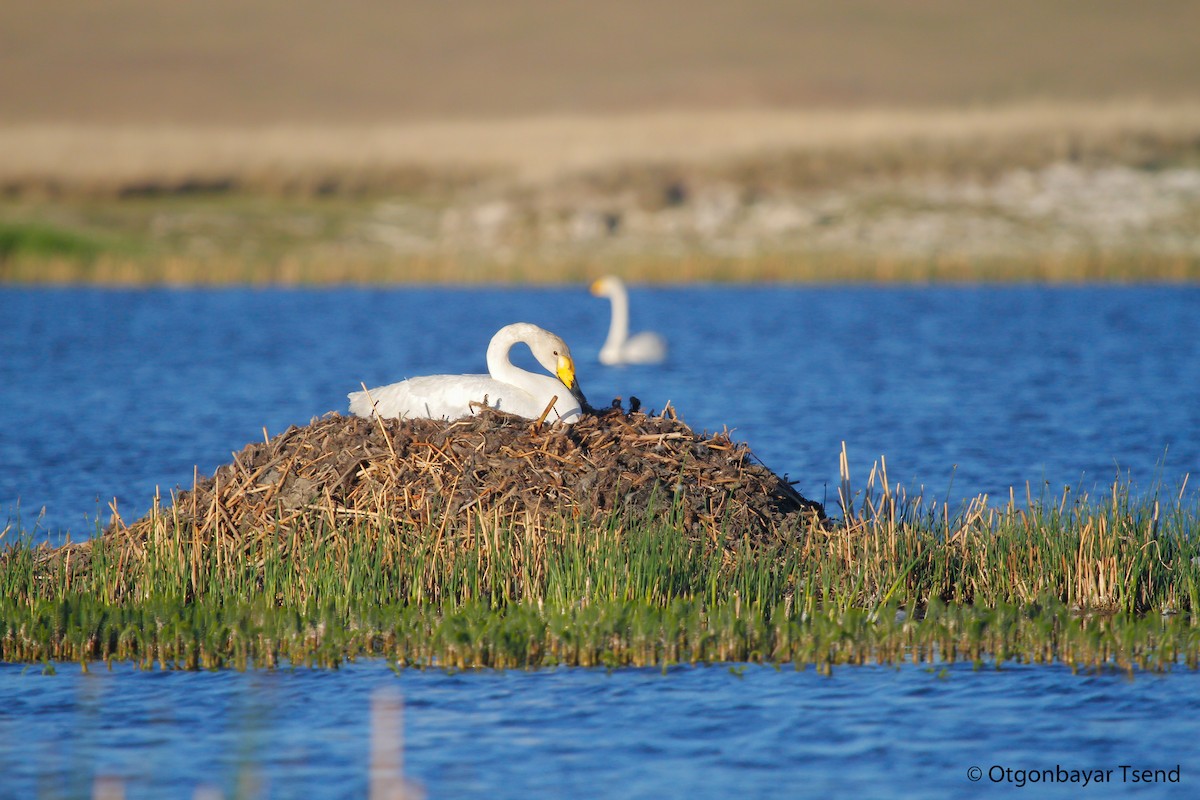 Whooper Swan - ML94225891