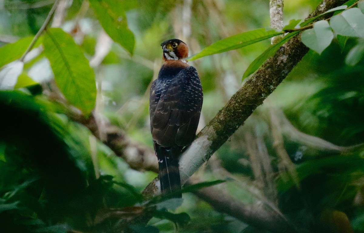 Gray-bellied Hawk - ML94226811