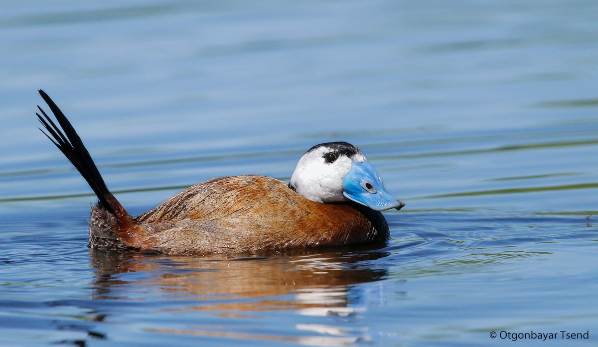 White-headed Duck - Otgonbayar Tsend