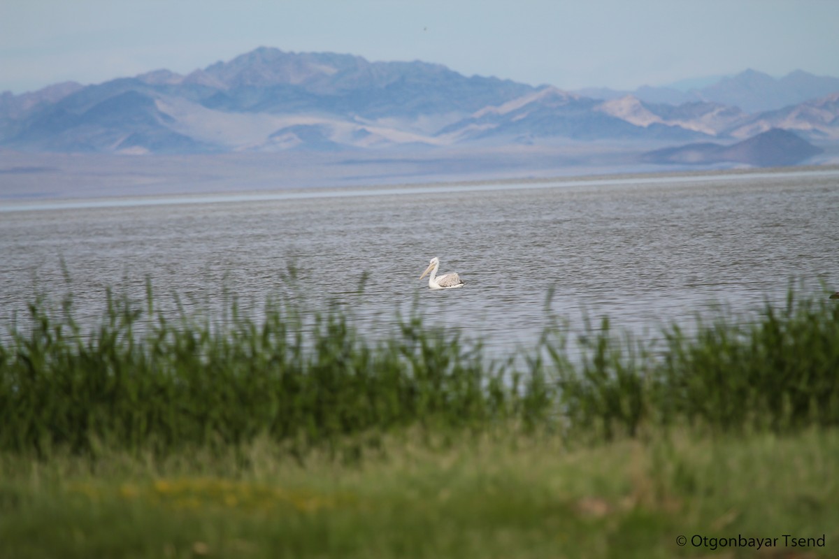 Dalmatian Pelican - ML94227711