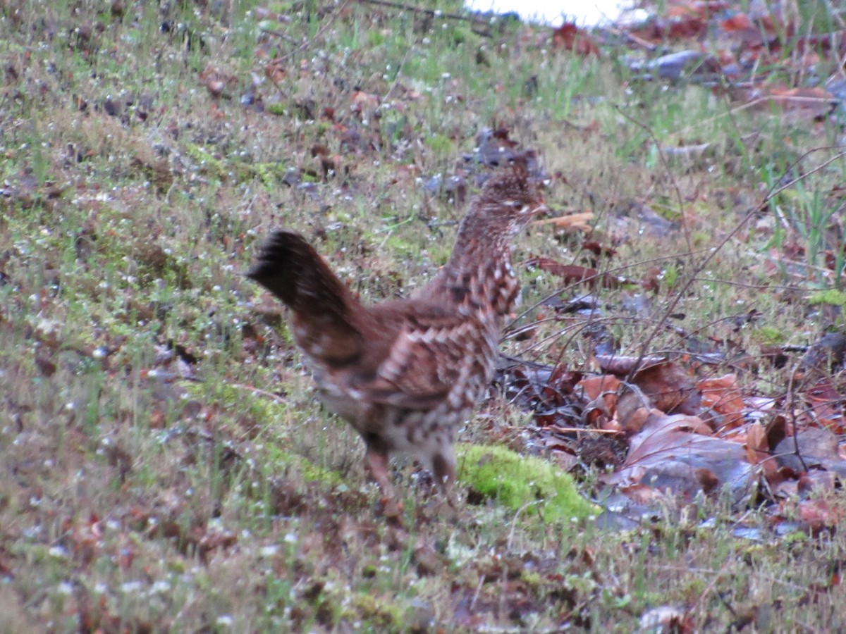 Ruffed Grouse - ML94227741