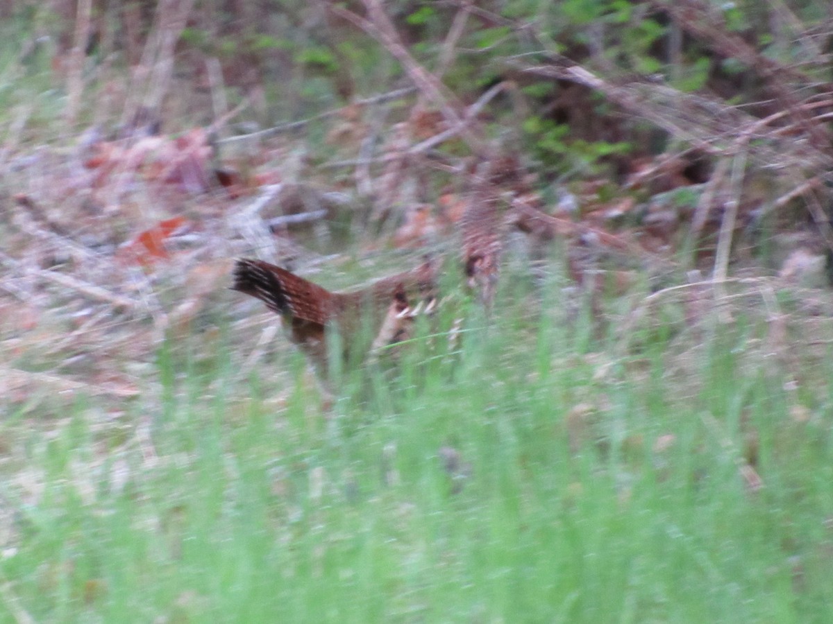 Ruffed Grouse - ML94227781
