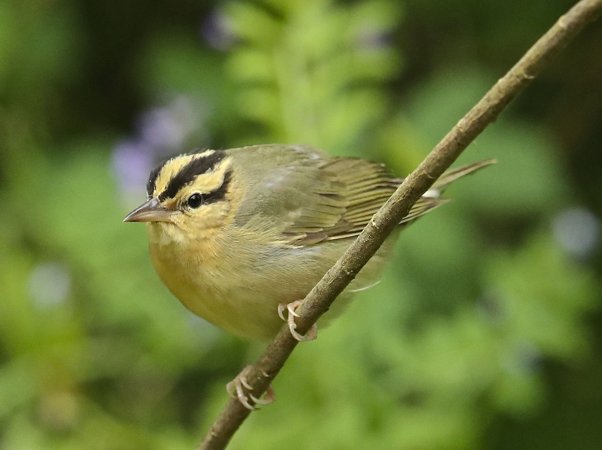 Worm-eating Warbler - Charles Lyon