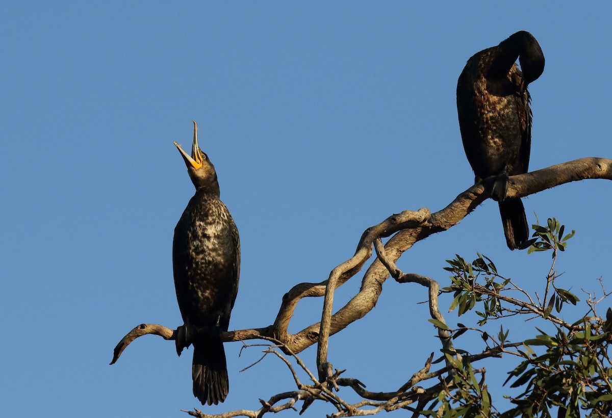 Great Cormorant (Australasian) - Chris Barnes
