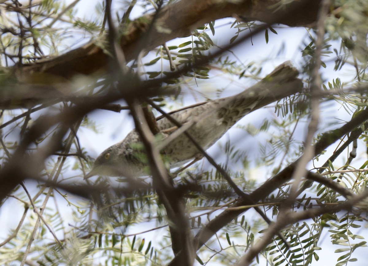 Barred Warbler - Timothy Lloyd