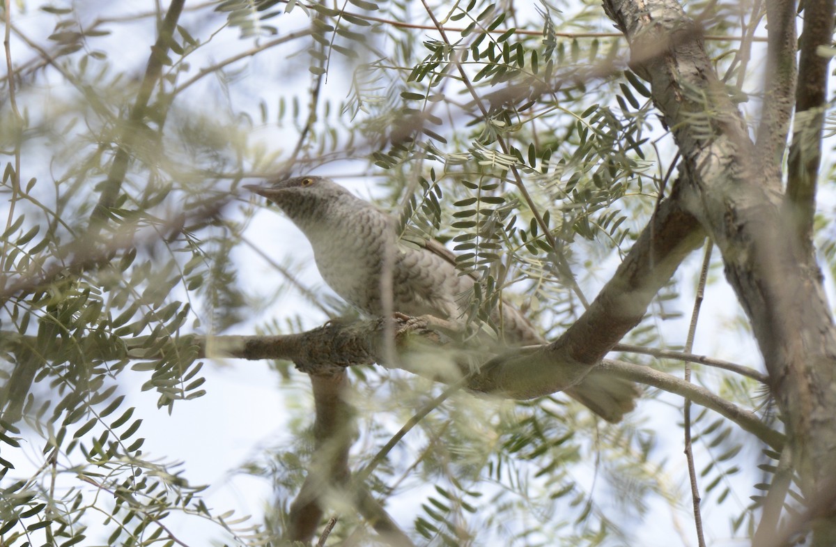 Barred Warbler - ML94230141